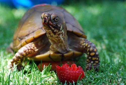 LiquidPoker - Which turtle is happier?